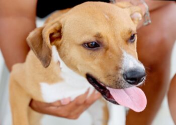 Itanhaém fortalece ações de bem-estar animal e ganhará nova unidade de zoonoses