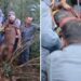 Suspeito é atacado por quatro pitbulls ao tentar invadir chácara em Franca, SP