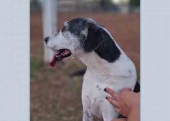 Veterinária diz ter achado 'chumbinho' em vômito de cachorra que morreu em Franca