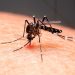 Balbinos registra a primeira morte por dengue no centro-oeste paulista em 2026