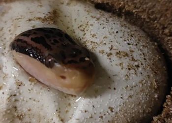 Maior serpente peçonhenta das Américas dá à luz 6 filhotes no Butantan