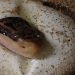 Maior serpente peçonhenta das Américas dá à luz 6 filhotes no Butantan